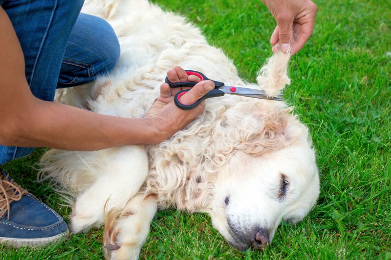 trim matted fur before using Flowbee