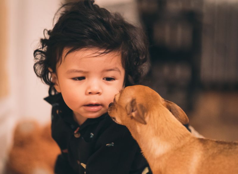 family changes stress dog