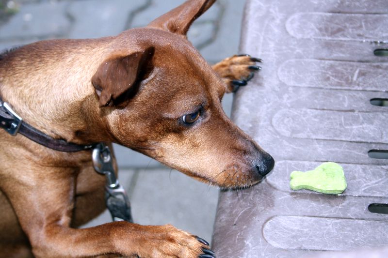 Nose games for pet dogs