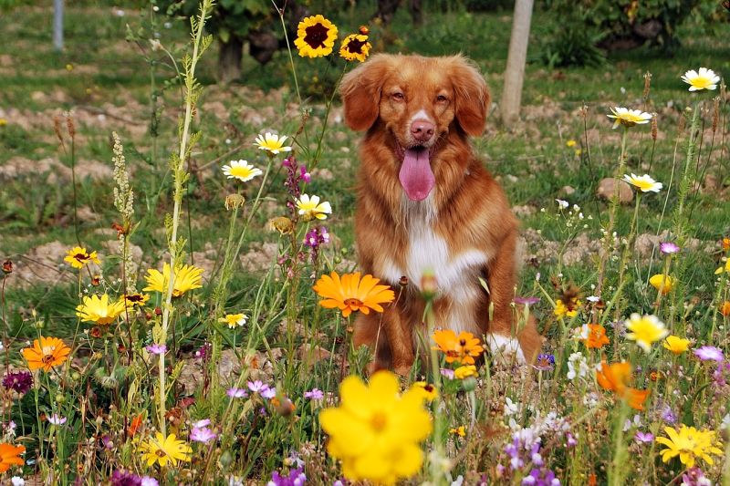 dog deodorants vs colognes