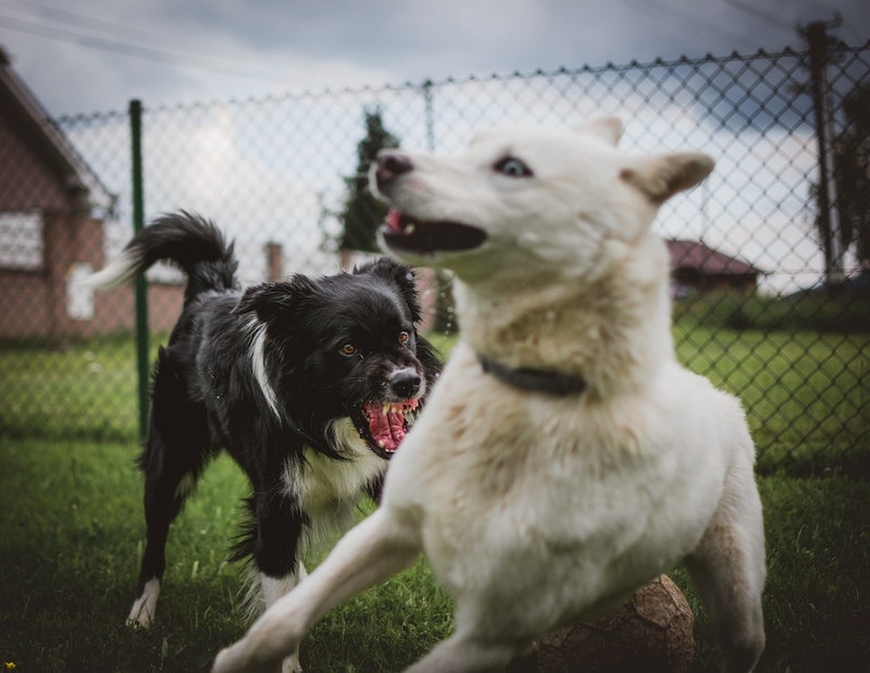 dog on dog aggression