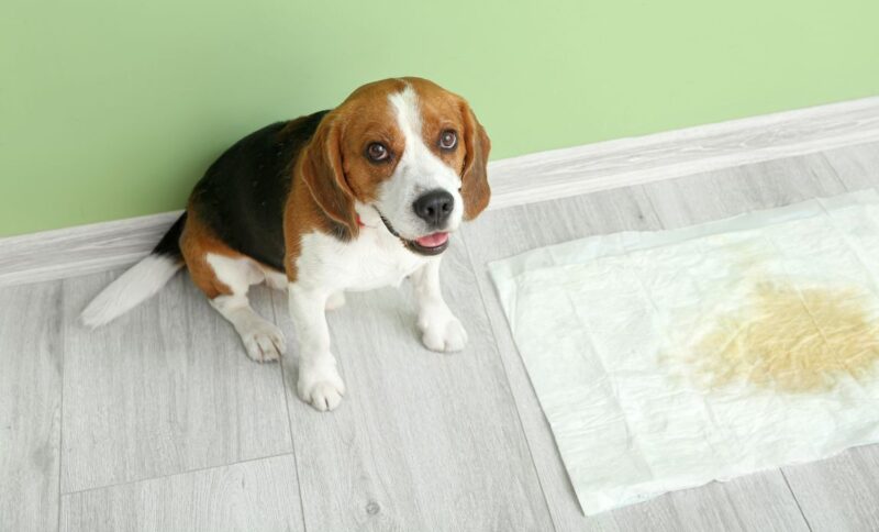 best dog pee pads