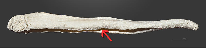 Dog penis bone