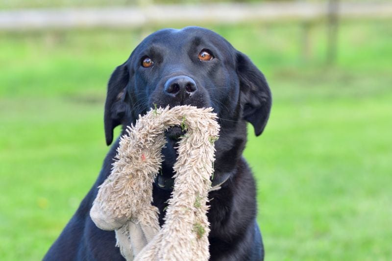 indestructible plush toys for dogs