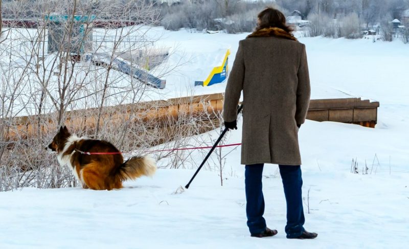 dog pooping on command