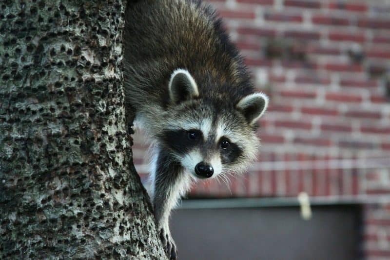 dog-proof-raccoon-traps