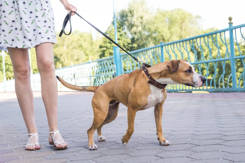 dog pulling leash