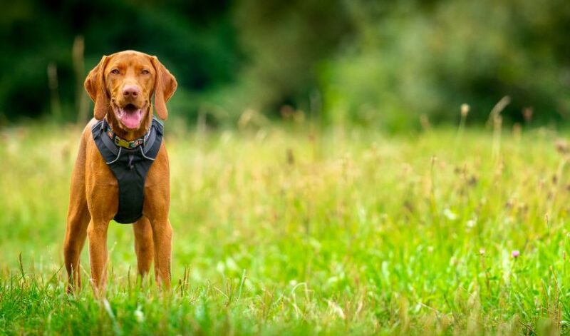 dog rescue harness