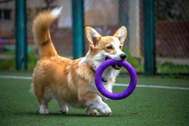 dog ring chew toy