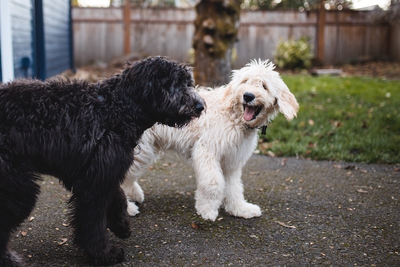 dog send away training