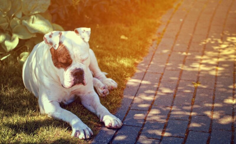 shade canopies for dogs