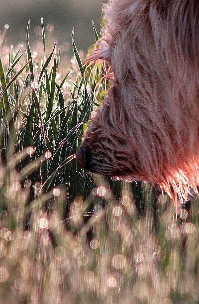 dog sniffing grass