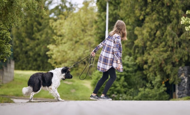 dog stops walking during walks