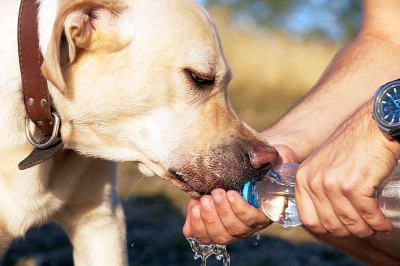 summer safety for dogs