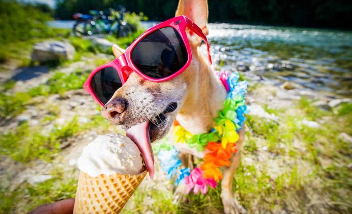 Best dog treats for summer