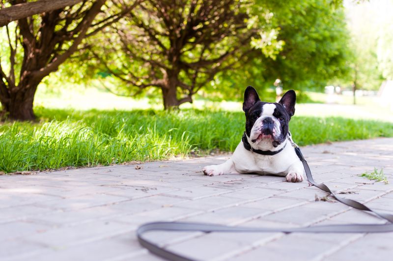 dog gets tired running