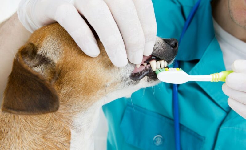 Cost of dog tooth cleaning