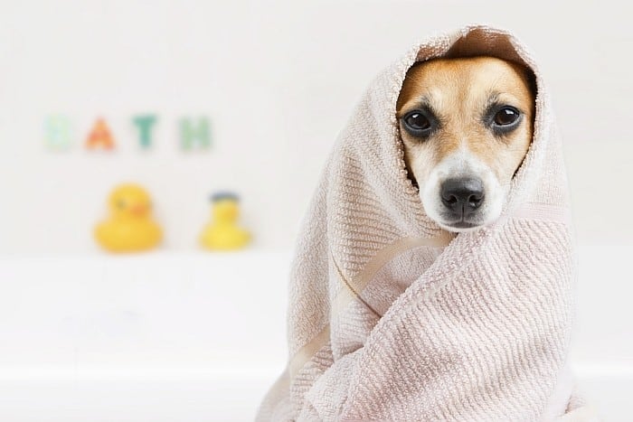 dog towel