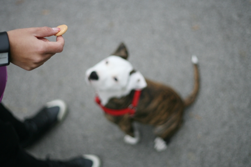 dog training boarding school