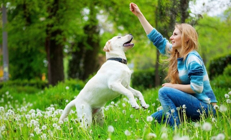 The best dog-training books