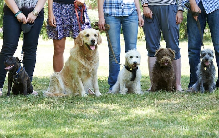 puppy classes