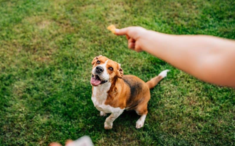 Dog training treat characteristics