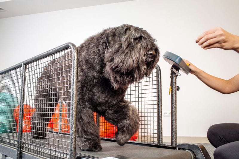 dog treadmill