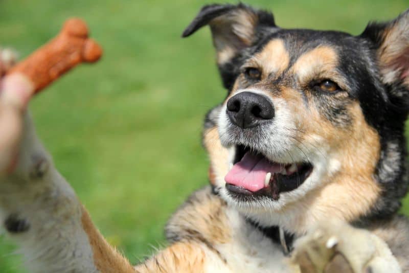 DIY dog treats for seniors