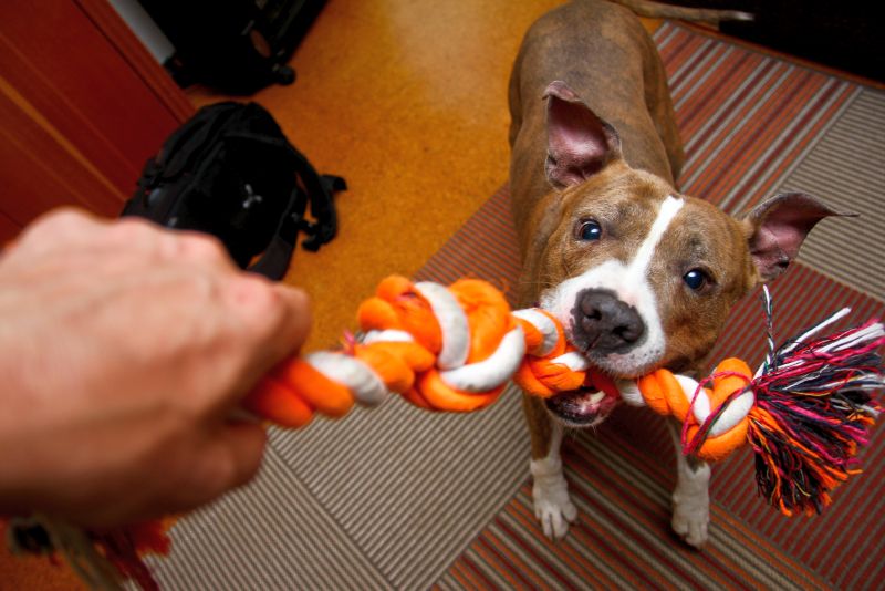 indestructible dog tug toys