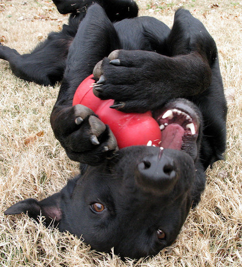 dog with kong