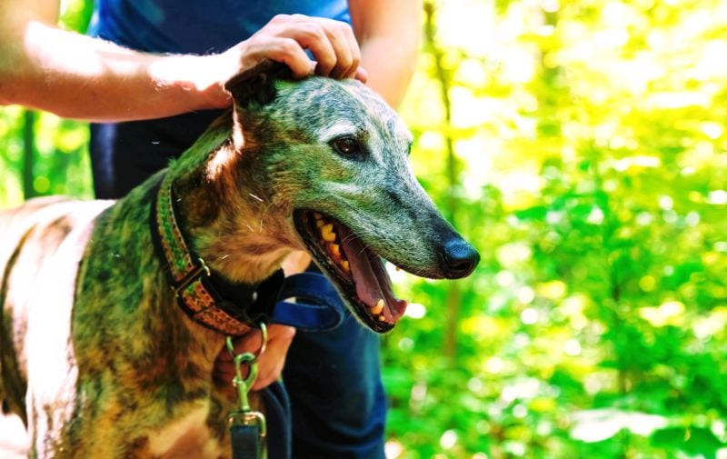 greyhounds are affectionate dogs