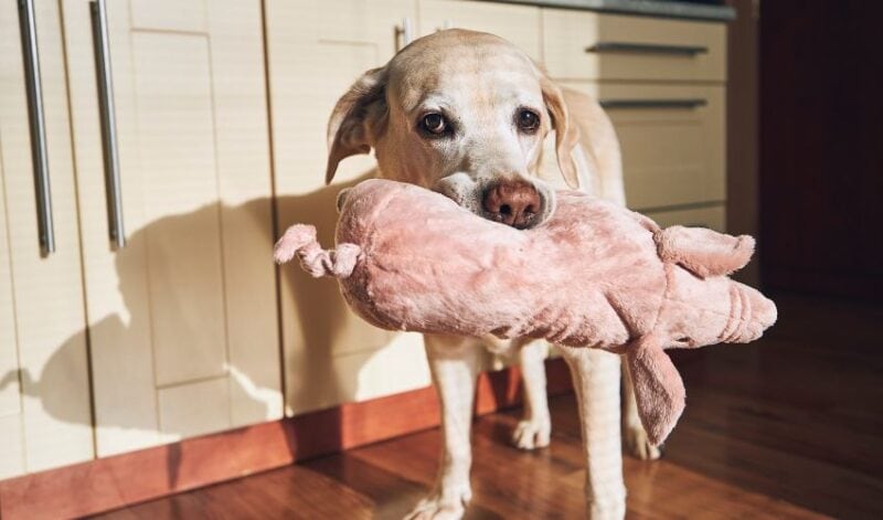 dog with grunting pig toy