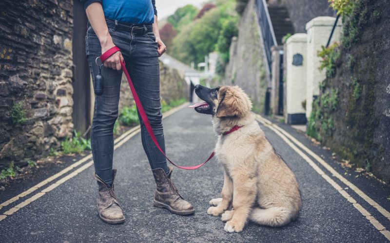 Dog with red leash and collar looking up at owner