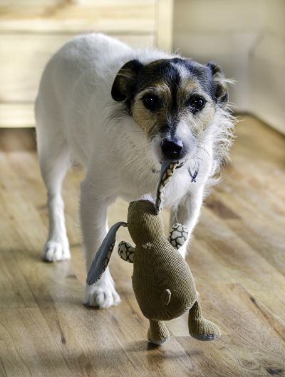 dogs with stuffed toys