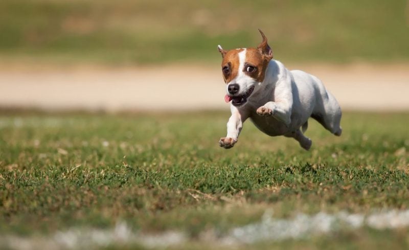 dogs get the zoomies