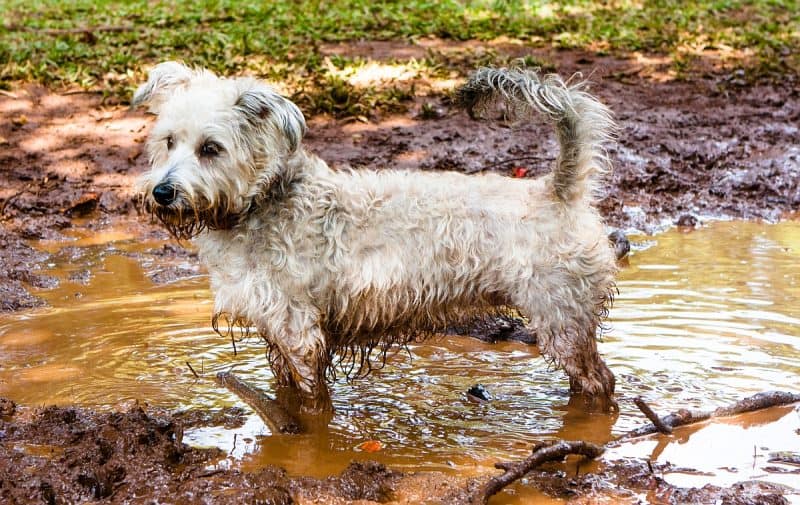 Dog-paw-washer