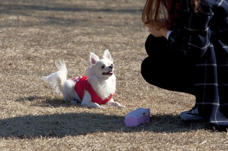 puppy boot camp