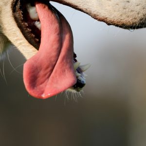 dog tongue