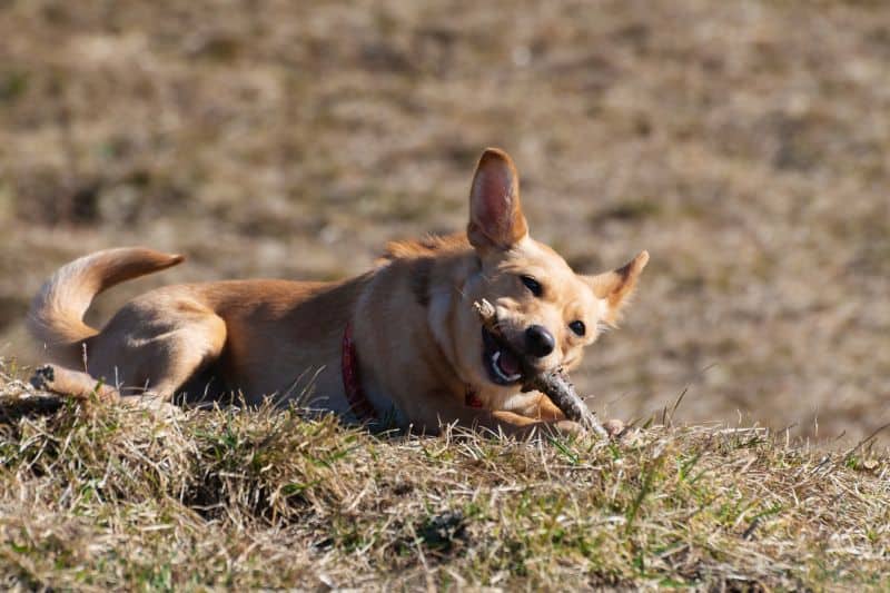 Don't let your dog eat sticks