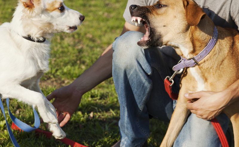 don't allow on-leash greetings