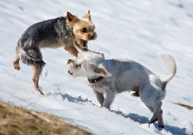 do dogs get along