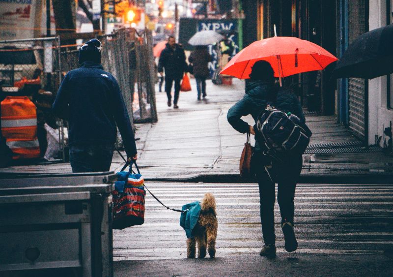 Some dogs hate rain