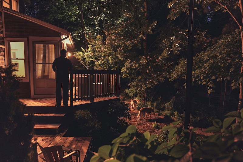 dogs outside in yard at night