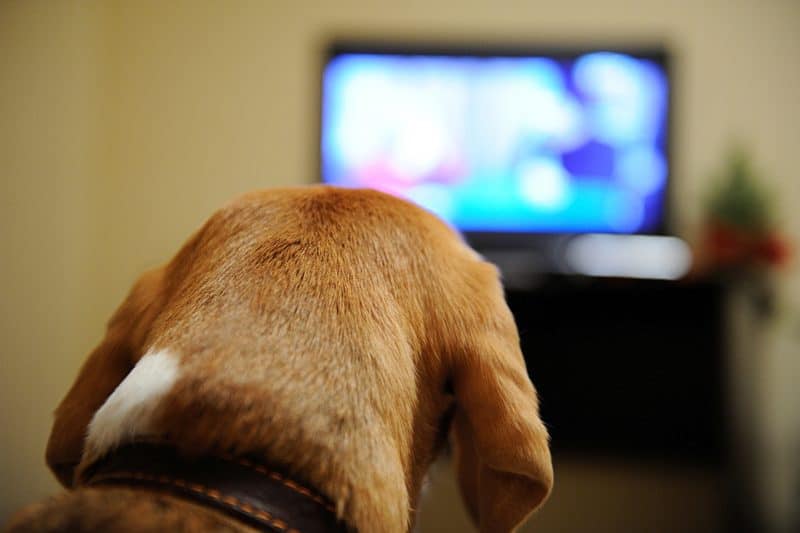 DogTV