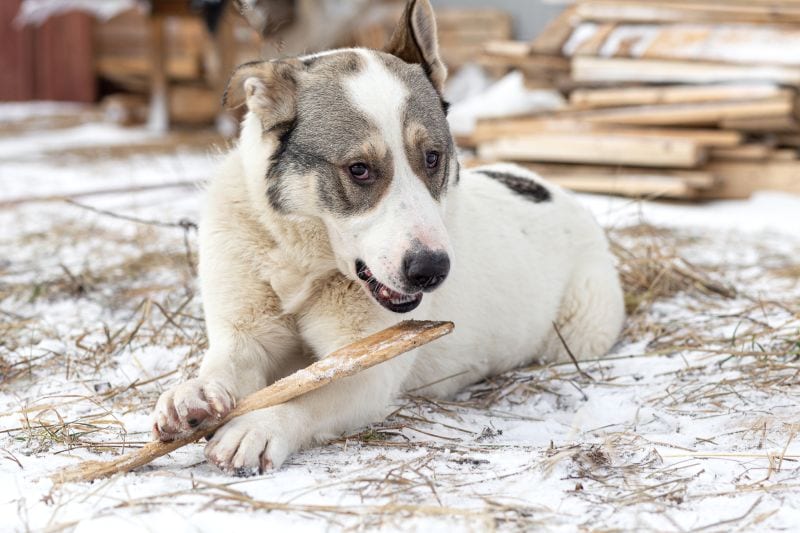 Prevent your dog from eating sticks