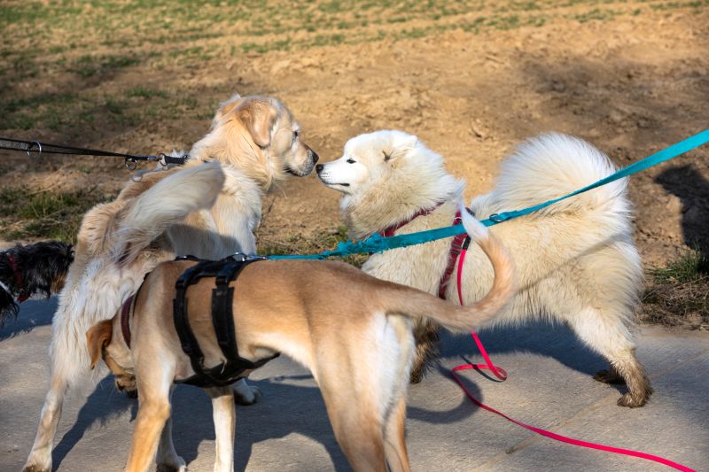 reasons to prevent on-leash greetings