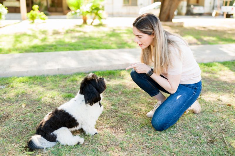 avoid scolding runaway dog