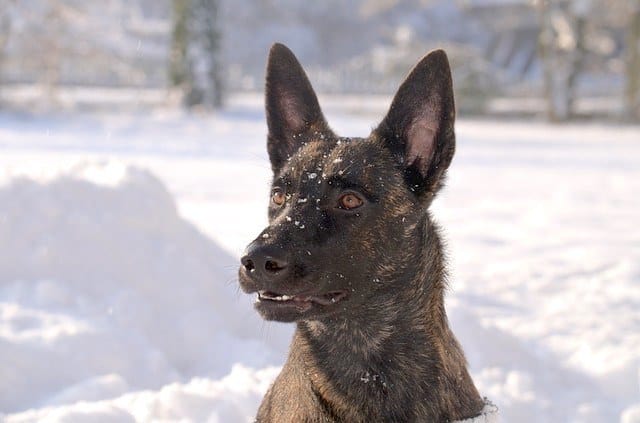 dutch-shepherd