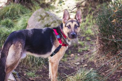 Easy Walk Pet Harnesses in Use