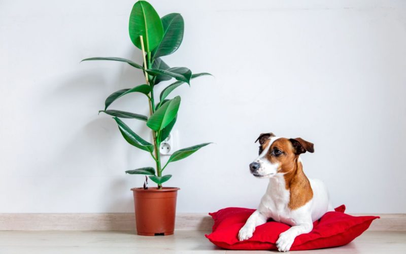 Environmentally friendly dog beds